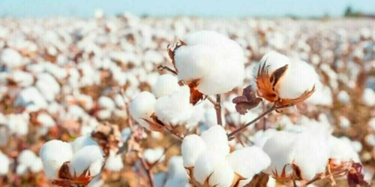 Cotton market: No visible change ahead of Eid holidays - Markets