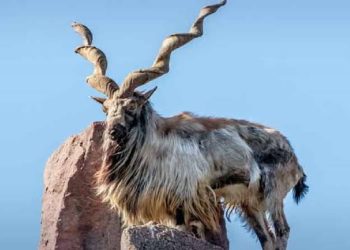 Russian Hunter Pays Almost PKR 2 Crore to Hunt Largest-Horned Markhor in Chitral