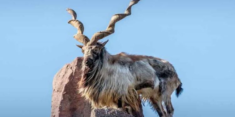 Russian Hunter Pays Almost PKR 2 Crore to Hunt Largest-Horned Markhor in Chitral