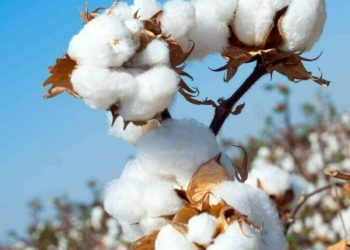 Spot rate loses Rs200 amid thin business - Markets