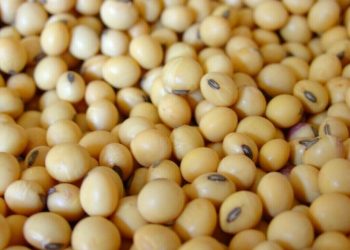 Chicago soybean, wheat, corn retreat on tariff uncertainty