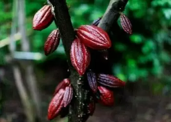 Cocoa, coffee, sugar recover but head for sharp weekly falls amid demand woes - Markets