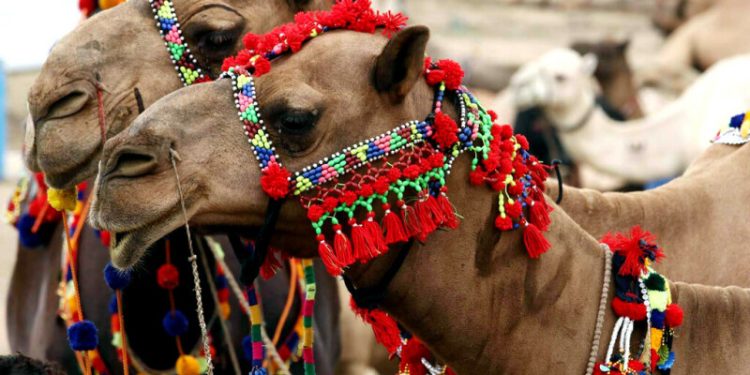 Pakistan starts export of camel milk powder to China