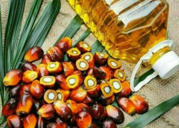 Palm tracks weakness in Chicago soyoils, Dalian vegetable oils