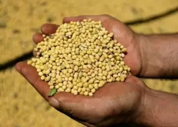 Soy down 6-8 cents, wheat down 2-4 cents, corn flat-up 2 cents