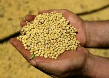 Soybeans slip on tariff woes, ample South American supply