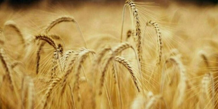 Wheat and soybeans up 3-5 cents, corn flat-to-1 cent higher