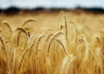 Wheat down 7-9 cents, corn down 2-4 cents, soy mixed