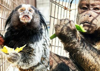 Sindh Wildlife Department opposes proposed relocation of illegally imported exotic monkeys to Lahore