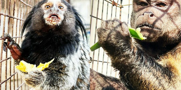 Sindh Wildlife Department opposes proposed relocation of illegally imported exotic monkeys to Lahore