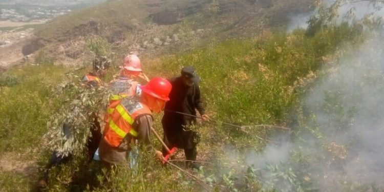 Forest fires successfully contained across KP’s districts