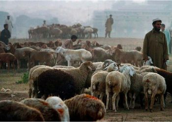 Robbers hijack rickshaw carrying sacrificial animals in Karachi: police