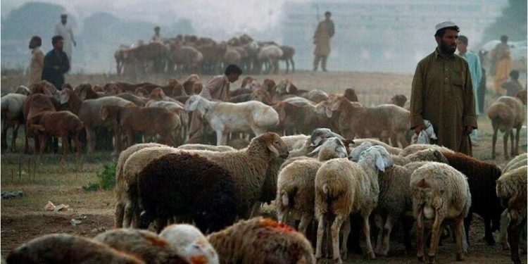 Robbers hijack rickshaw carrying sacrificial animals in Karachi: police