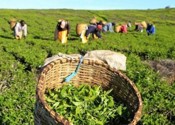 Budget proposals: tea importers call for reform in taxation regime - Markets