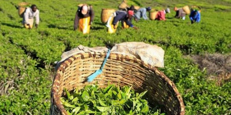 Budget proposals: tea importers call for reform in taxation regime - Markets