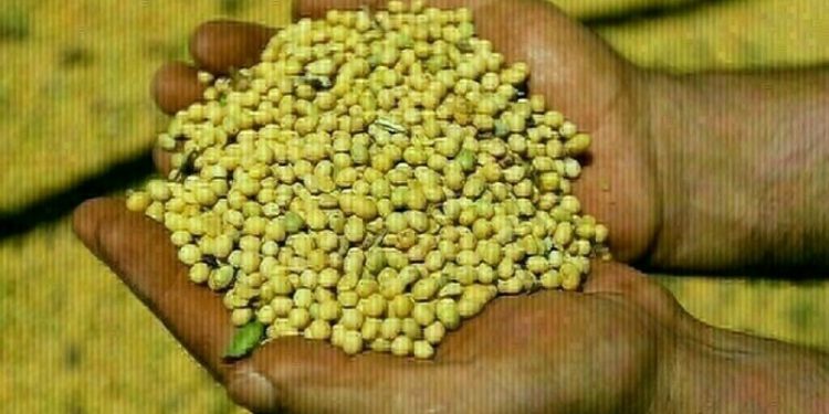 Chicago soy, corn and wheat higher with trade talks, weather in focus