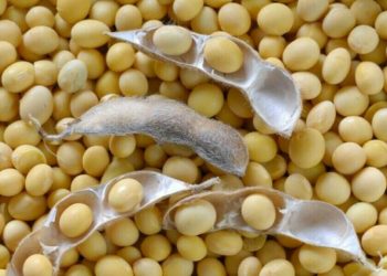 Chicago soybeans dip on rising competition; wheat rises on China dry weather