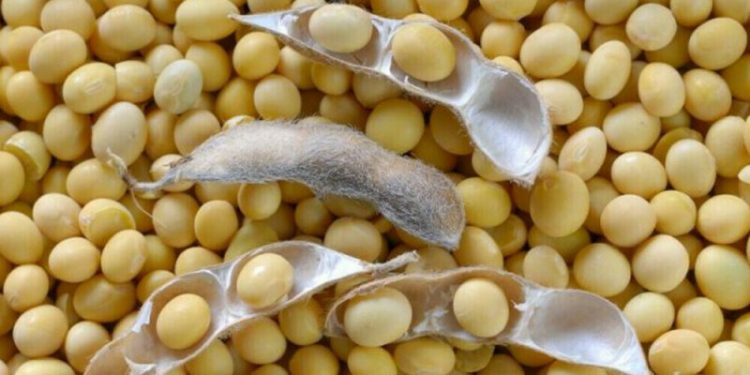 Chicago soybeans dip on rising competition; wheat rises on China dry weather