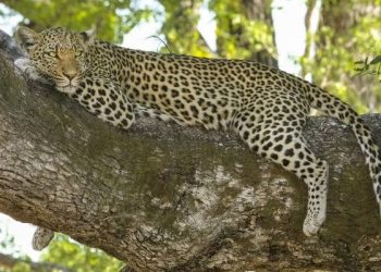 Leopard Spotted Roaming on the Road in Murree