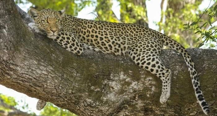 Leopard Spotted Roaming on the Road in Murree