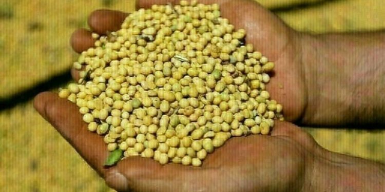 Soybeans rise for second session, US-China trade war caps gains