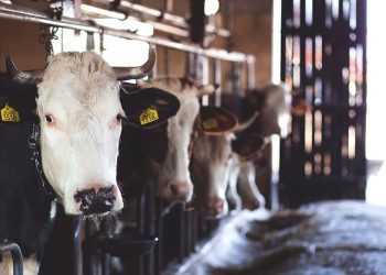 US suspends Mexican cattle, horse and bison imports over screwworm pest