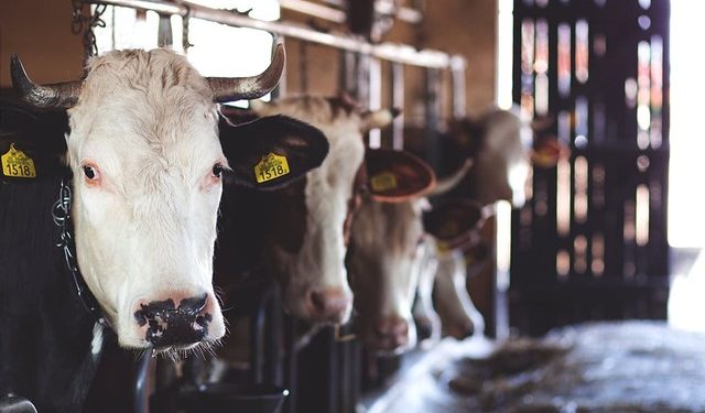 US suspends Mexican cattle, horse and bison imports over screwworm pest