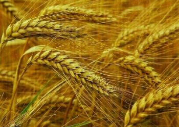 Wheat down 1-2 cents, corn up 1-down 1, soy down 4-6