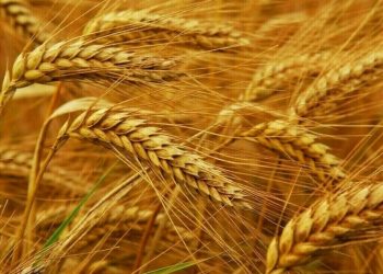 Wheat steady-down 1 cent, corn up 4-6, soybeans up 16-20