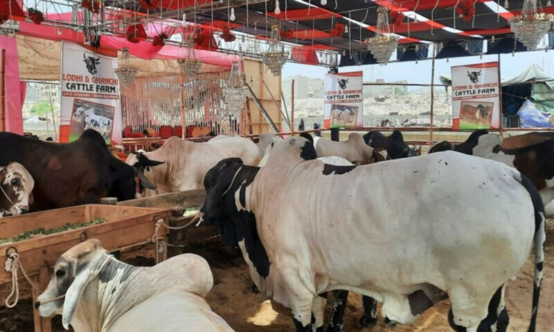 Vendors display cows and bulls for sale at a cattle market in Karachi. — Photo by author