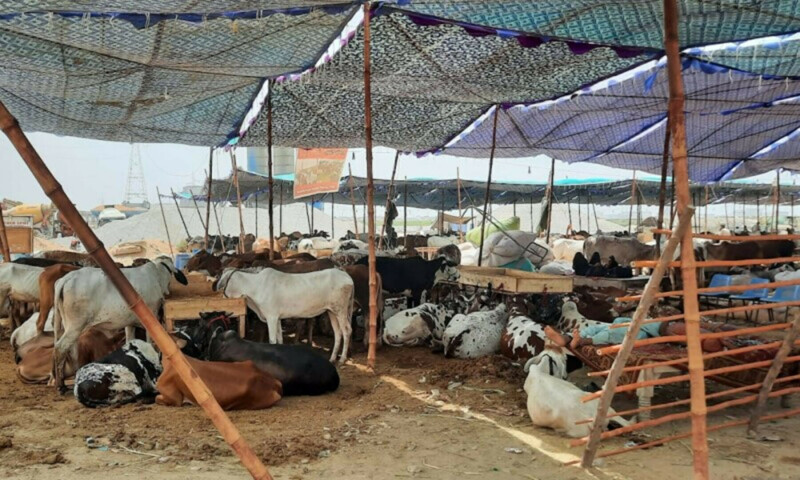 A photo of livestock at a cattle market in Karachi. — Photo by author