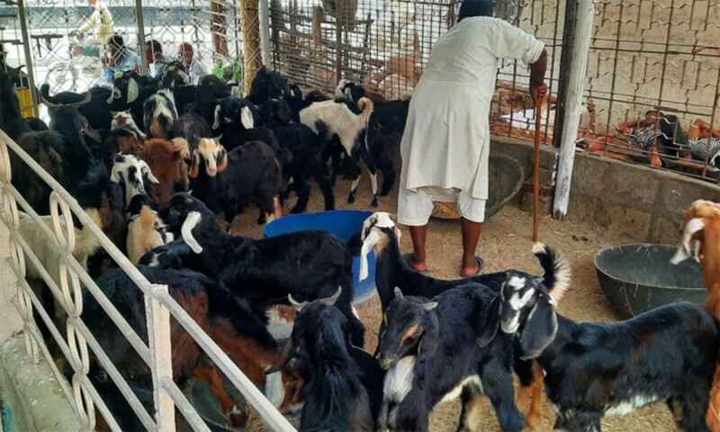 A worker tends to goats at a cattle farm in Karachi. — Photo by author