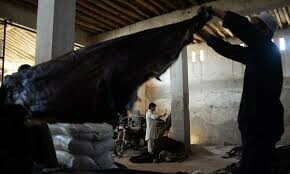 Over 250 organisations allowed to collect animal hides in Rawalpindi