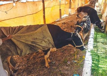 Foot-and-mouth disease ravages herds in Chakwal