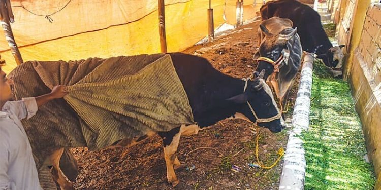 Foot-and-mouth disease ravages herds in Chakwal