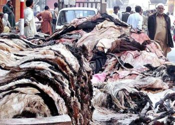 Eid-ul-Adha 2025: Pakistan tanners say collected more animal skins, hides this year