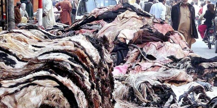 Eid-ul-Adha 2025: Pakistan tanners say collected more animal skins, hides this year