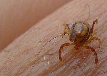 Sindh records first Congo fever death of the year in Karachi