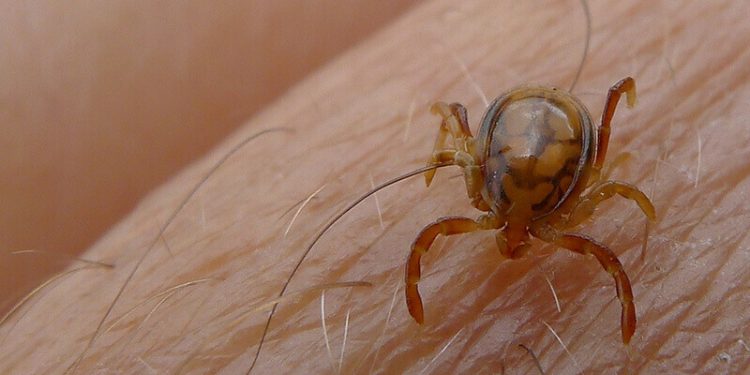 Sindh records first Congo fever death of the year in Karachi