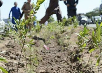 Punjab to plant 42m trees, says CM Maryam