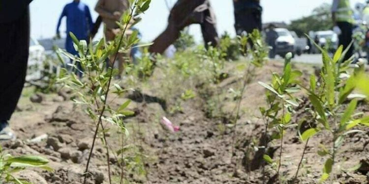Punjab to plant 42m trees, says CM Maryam