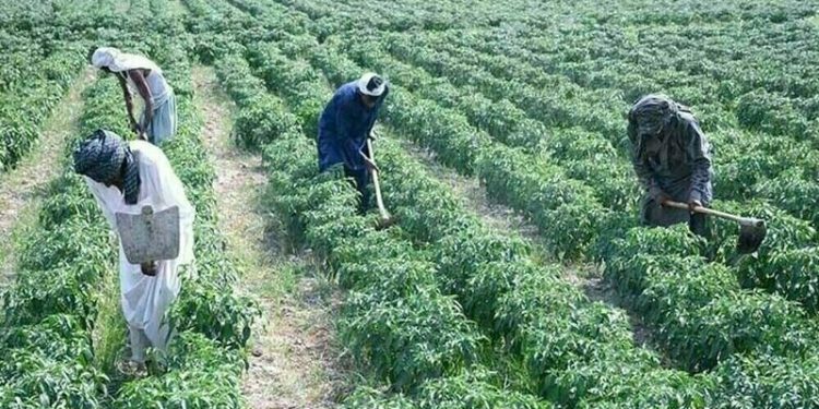 Budget boosts agri loans, but growth uncertainty remains