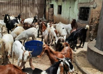 Cattle prices soar as sacrifice meets inflation in Karachi’s mandis ahead of Eidul Azha