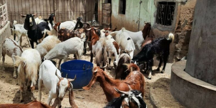 Cattle prices soar as sacrifice meets inflation in Karachi’s mandis ahead of Eidul Azha