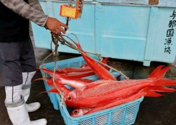 China to resume some Japanese seafood imports after Fukushima ban - Business & Finance