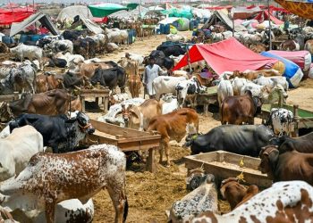 Eid-ul-Adha 2025: trade peaks at Asia’s largest cattle market in Karachi - Markets