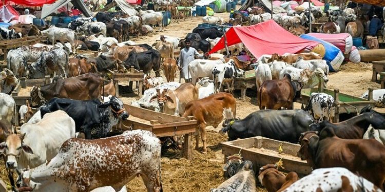 Eid-ul-Adha 2025: trade peaks at Asia’s largest cattle market in Karachi - Markets