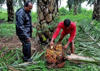 Indian refiners cancel palm oil orders for July-Sept as prices surge - Markets