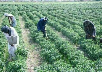 PKI urges govt to set up Agri Price Commission, Agri Export Authority