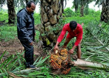 Palm oil logs sixth weekly gain, highest in two months